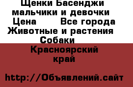 Щенки Басенджи ,мальчики и девочки › Цена ­ 1 - Все города Животные и растения » Собаки   . Красноярский край